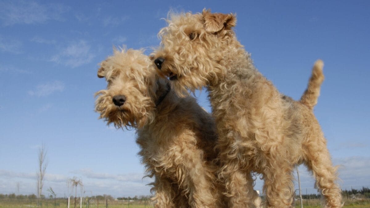 10 Facts About Lakeland Terrier Dogs—The Fearless Breed Once Used to Hunt Foxes 11 10 Facts About Lakeland Terrier Dogs—The Fearless Breed Once Used to Hunt Foxes - lakeland terrier two ss10944355