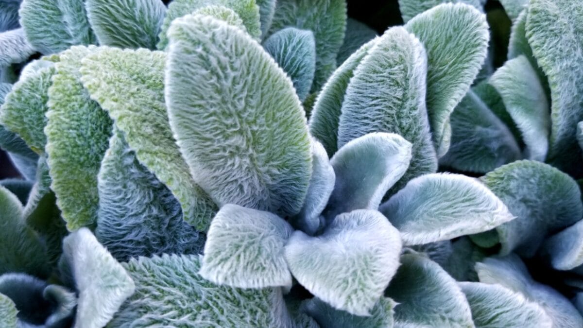 Say Goodbye to Weeding: 14 Perennial Wildflowers for a Carefree Garden - lambs ear ss1417787675