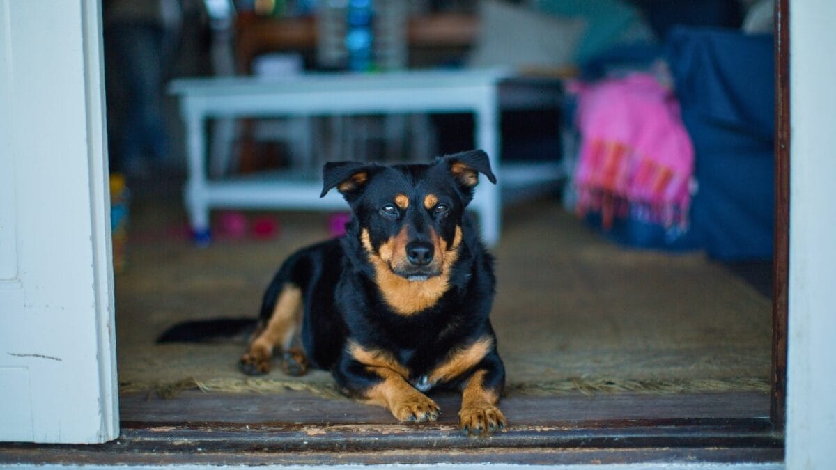 5 Dog Breeds Will Live the Longest According to 2024 Study 2 5 Dog Breeds Will Live the Longest According to 2024 Study - lancashire heeler ss2151475213