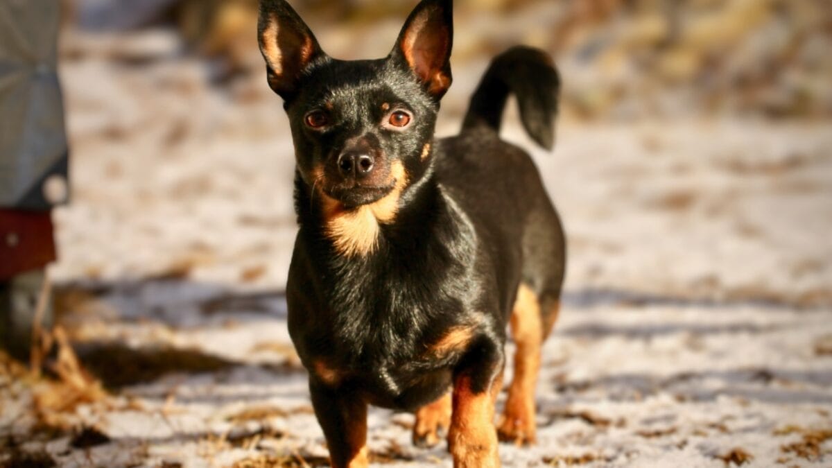 Meet the New Dog Breeds the AKC Has Recognized Since 2000 57 Meet the New Dog Breeds the AKC Has Recognized Since 2000 - lancashire heeler walking ss1668989131