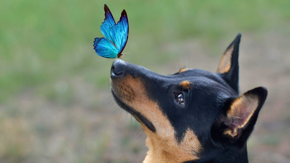 5 Dog Breeds Will Live the Longest According to 2024 Study 7 5 Dog Breeds Will Live the Longest According to 2024 Study - lancashire heeler with a butterfly ss2367650019