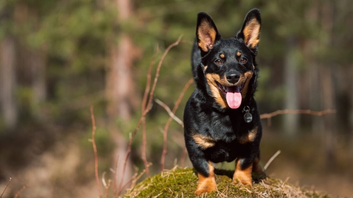 31 Endangered Dog Breeds at Risk of Disappearing 19 31 Endangered Dog Breeds at Risk of Disappearing - lancashire ss 2155748487