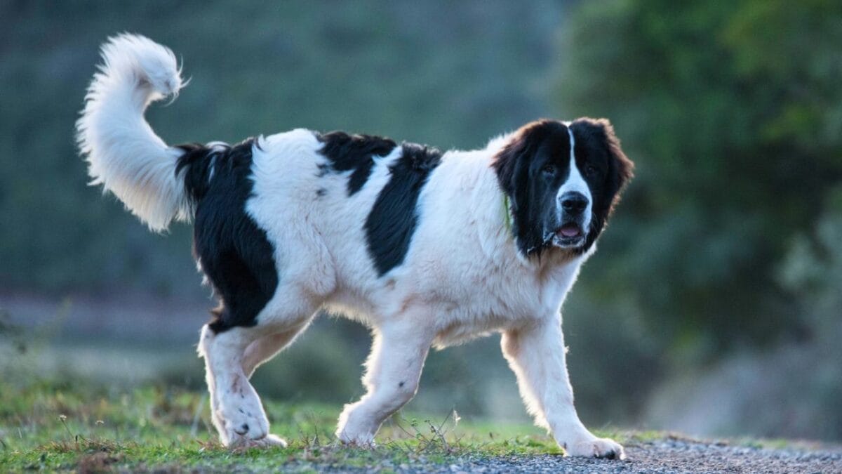 Unleash The Monochrome Pups: 13 Black & White Dog Breeds for Every Lifestyle 12 Unleash The Monochrome Pups: 13 Black & White Dog Breeds for Every Lifestyle - landseer ss791624947