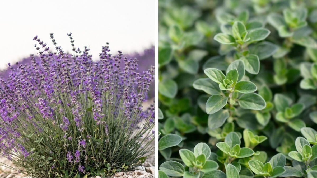 6 Perfect Herb Pairings for Your Garden 8 6 Perfect Herb Pairings for Your Garden - lavender and marjoram ss1765845515 2097655243