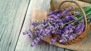 12 Soul-Soothing Lavender Varieties For Your Garden 1 12 Soul-Soothing Lavender Varieties For Your Garden - lavender basket dp52132701