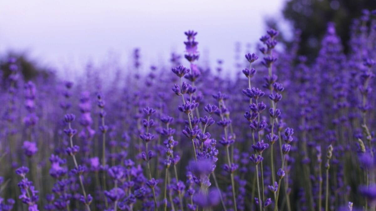 12 Soul-Soothing Lavender Varieties For Your Garden 6 12 Soul-Soothing Lavender Varieties For Your Garden - lavender field dp112084312