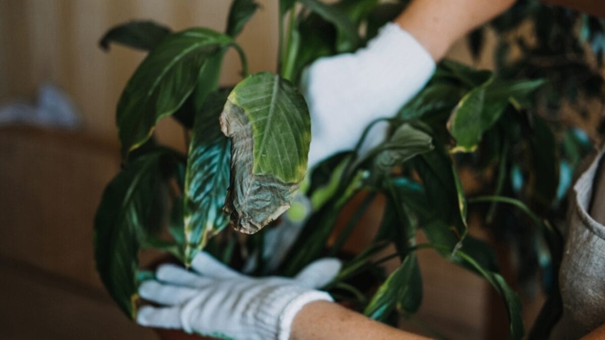 10 Common Houseplant Problems & How to Fix Them - leaf curling ss2097999487