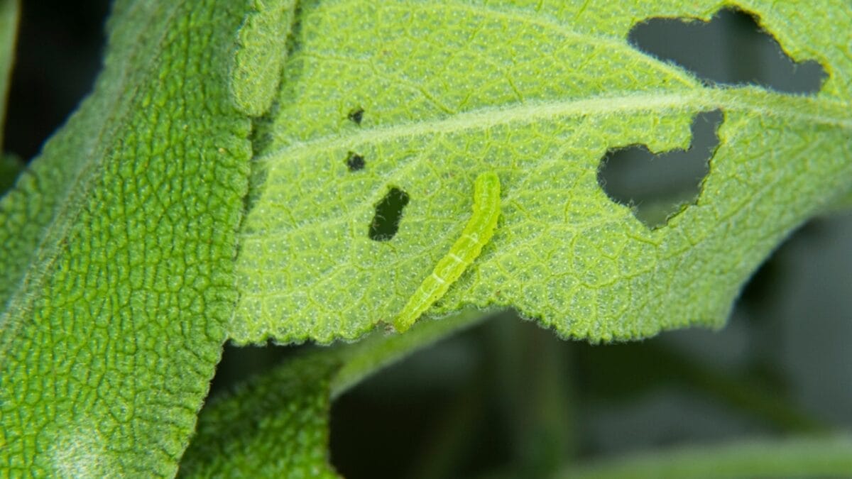Tomato Hornworms: 10 Must-Know Facts to Save Your Harvest 5 Tomato Hornworms: 10 Must-Know Facts to Save Your Harvest - leaf eaten by bug dp449483294