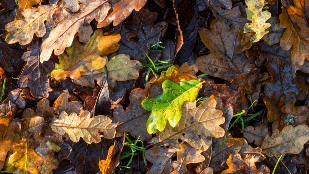 10 Plants & Trees That Attract Ticks 9 10 Plants & Trees That Attract Ticks - leaf litter dp322232964