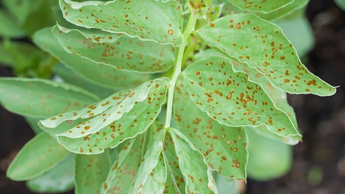 10 Common Houseplant Problems & How to Fix Them - leaf spotting ss2109178448