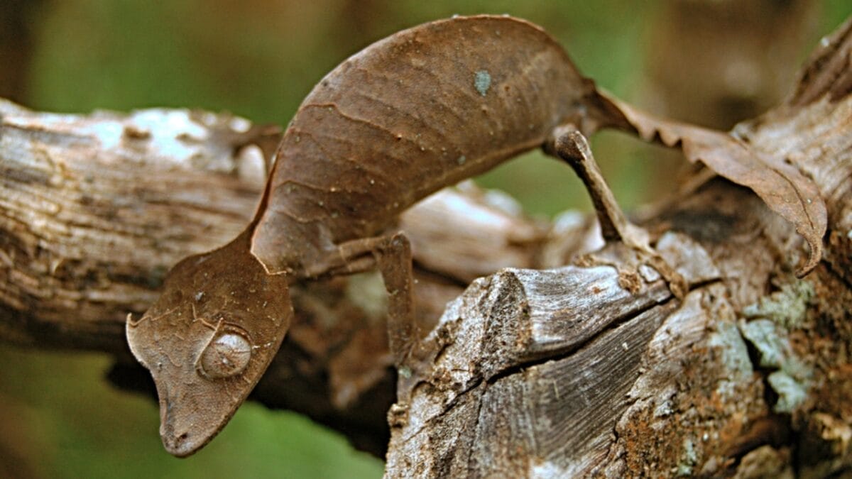 11 Remarkable Animals That Have Mastered Adaptation for Survival - leaf tailed gecko ss1033851655