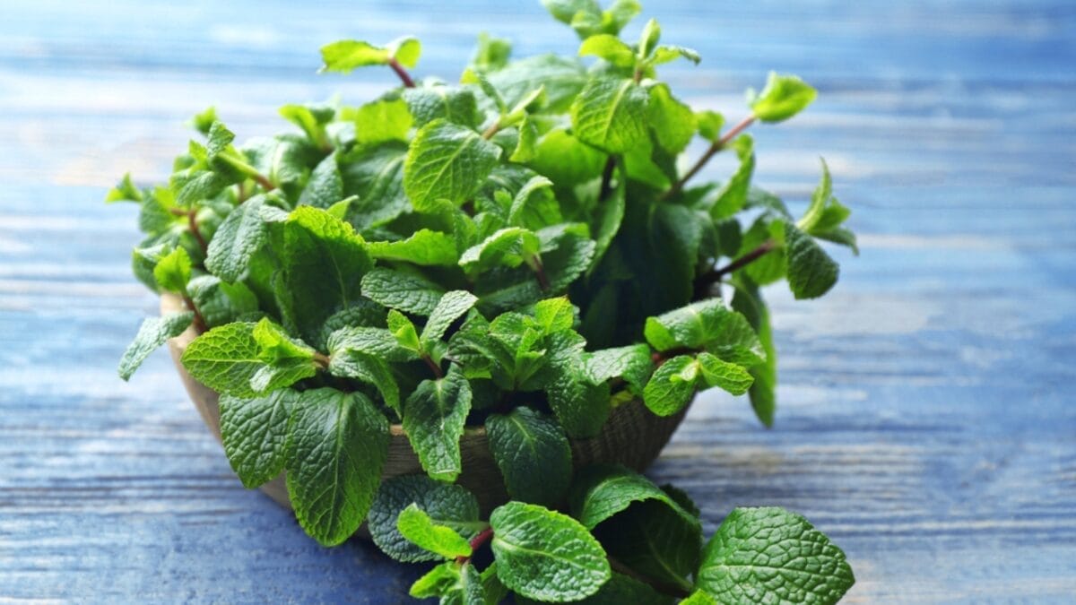 15 Plants Perfect for Starting Your Homegrown Tea Garden - lemon balm dp180875176