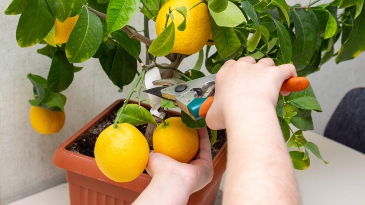 Growing Lemons in a Cup Step-by-Step 9 Growing Lemons in a Cup Step-by-Step - lemon cutting ss2064258938