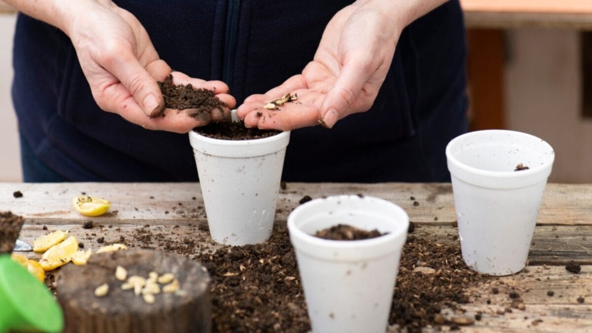 Growing Lemons in a Cup Step-by-Step 3 Growing Lemons in a Cup Step-by-Step - lemon seeds ss2155428207