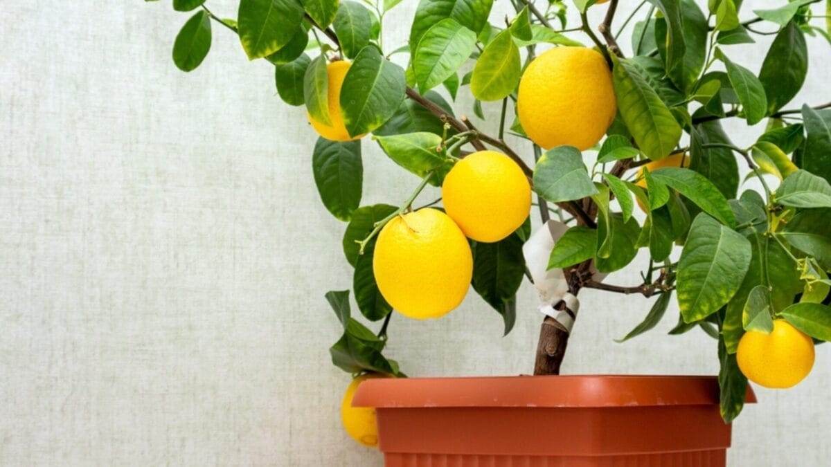 How to Grow Your Own Lemons from Seeds in 9 Simple Steps 3 How to Grow Your Own Lemons from Seeds in 9 Simple Steps - lemon ss2217476685
