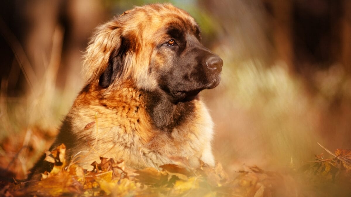 These Dog Breeds Have the Shortest Lifespans—One Breed Lives Just 5 Years - leonberger dog face grass ss118149184