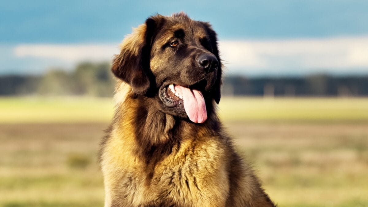 15 Tough Dog Breeds That Prove They Can Handle Anything 16 15 Tough Dog Breeds That Prove They Can Handle Anything - leonberger dog face tongue ss490647748