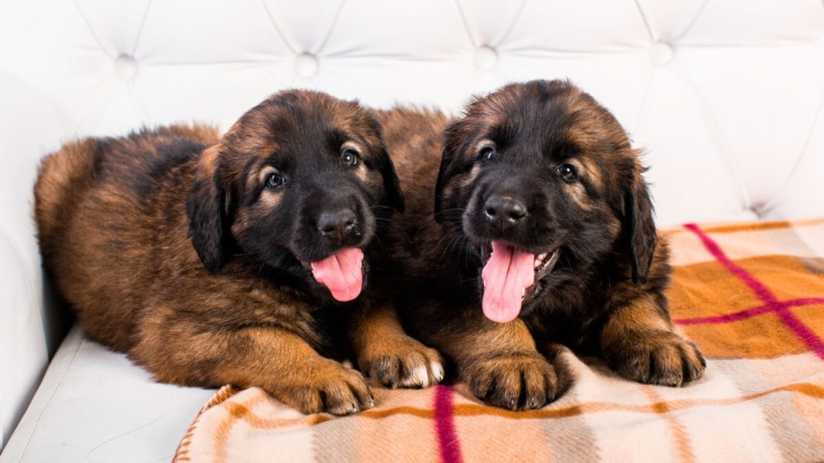 10 Facts About Leonberger Dogs—The 'Lion-Like' Giants Originally Bred to Guard Livestock & Homes 6 10 Facts About Leonberger Dogs—The 'Lion-Like' Giants Originally Bred to Guard Livestock & Homes - leonberger dog puppy sitting couch ss561107623