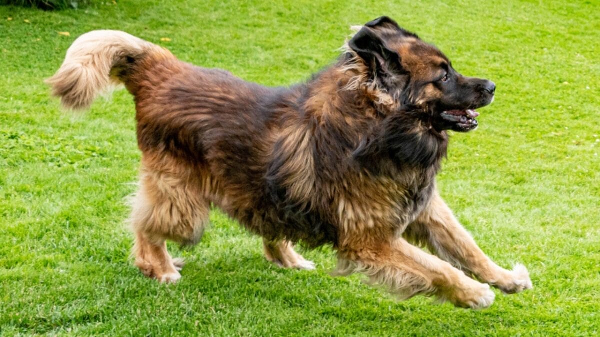 10 Facts About Leonberger Dogs—The 'Lion-Like' Giants Originally Bred to Guard Livestock & Homes 4 10 Facts About Leonberger Dogs—The 'Lion-Like' Giants Originally Bred to Guard Livestock & Homes - leonberger dog running ss1997973530