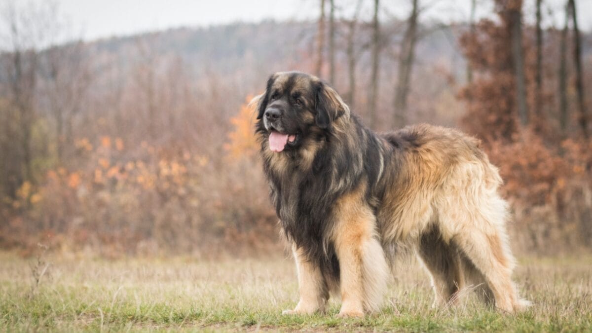 10 Facts About Leonberger Dogs—The 'Lion-Like' Giants Originally Bred to Guard Livestock & Homes 8 10 Facts About Leonberger Dogs—The 'Lion-Like' Giants Originally Bred to Guard Livestock & Homes - leonberger dog standing grass ss1574582608