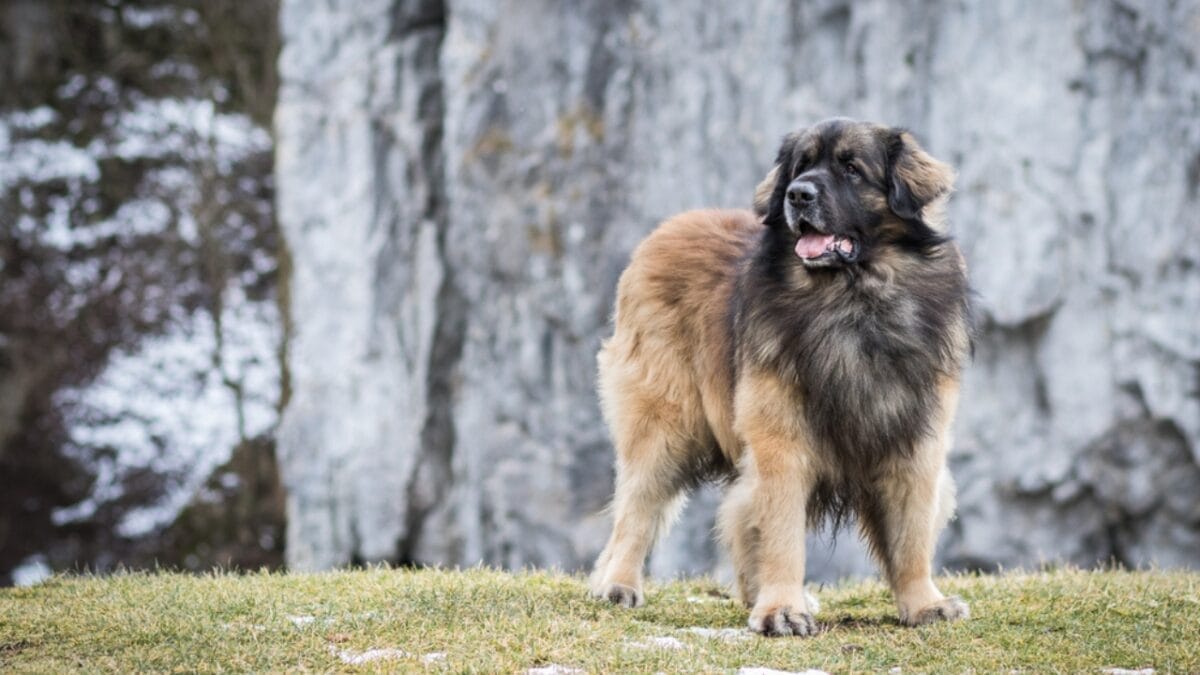 10 Facts About Leonberger Dogs—The 'Lion-Like' Giants Originally Bred to Guard Livestock & Homes 9 10 Facts About Leonberger Dogs—The 'Lion-Like' Giants Originally Bred to Guard Livestock & Homes - leonberger dog standing mountains side ss1659035545
