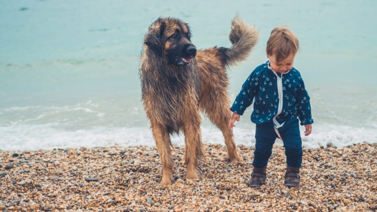 10 Facts About Leonberger Dogs—The 'Lion-Like' Giants Originally Bred to Guard Livestock & Homes 5 10 Facts About Leonberger Dogs—The 'Lion-Like' Giants Originally Bred to Guard Livestock & Homes - leonberger dog with child beach ss1110805880