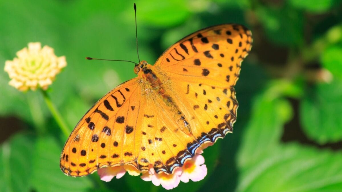15 of the World's Most Enchanting & Vibrant Butterflies 15 15 of the World's Most Enchanting & Vibrant Butterflies - leopard butterfly dp102693422