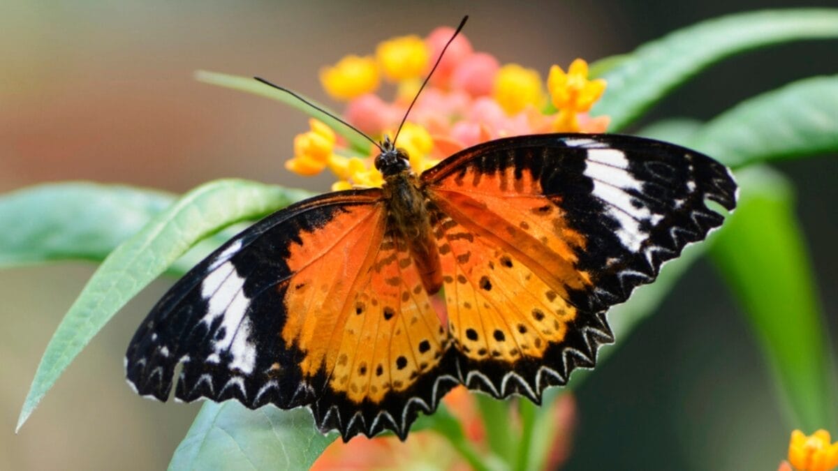 15 of the World's Most Enchanting & Vibrant Butterflies 9 15 of the World's Most Enchanting & Vibrant Butterflies - leopard lacewing butterfly dp29236807