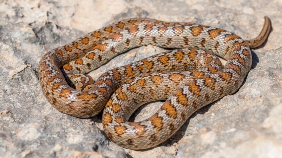 20 of the Most Colorful Snakes You'll Ever See 21 20 of the Most Colorful Snakes You'll Ever See - leopard snake ss1892171467