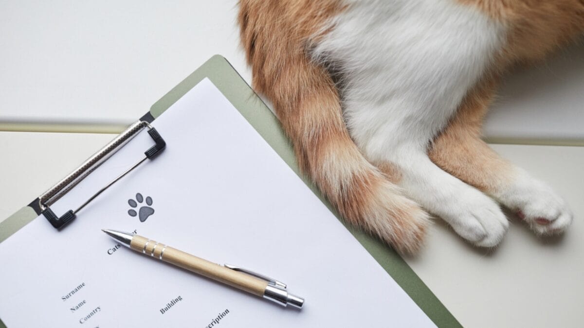 ESA Cats are the Purrfect Companions 3 ESA Cats are the Purrfect Companions - letter with cat dp358104244