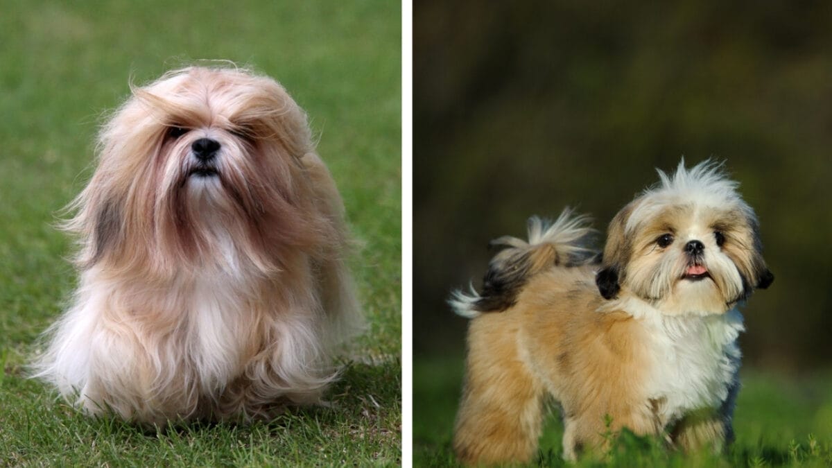 10 Pairs of Dog Breeds That Almost Look Identical - lhasa and shihtzu ss1934752010359436587