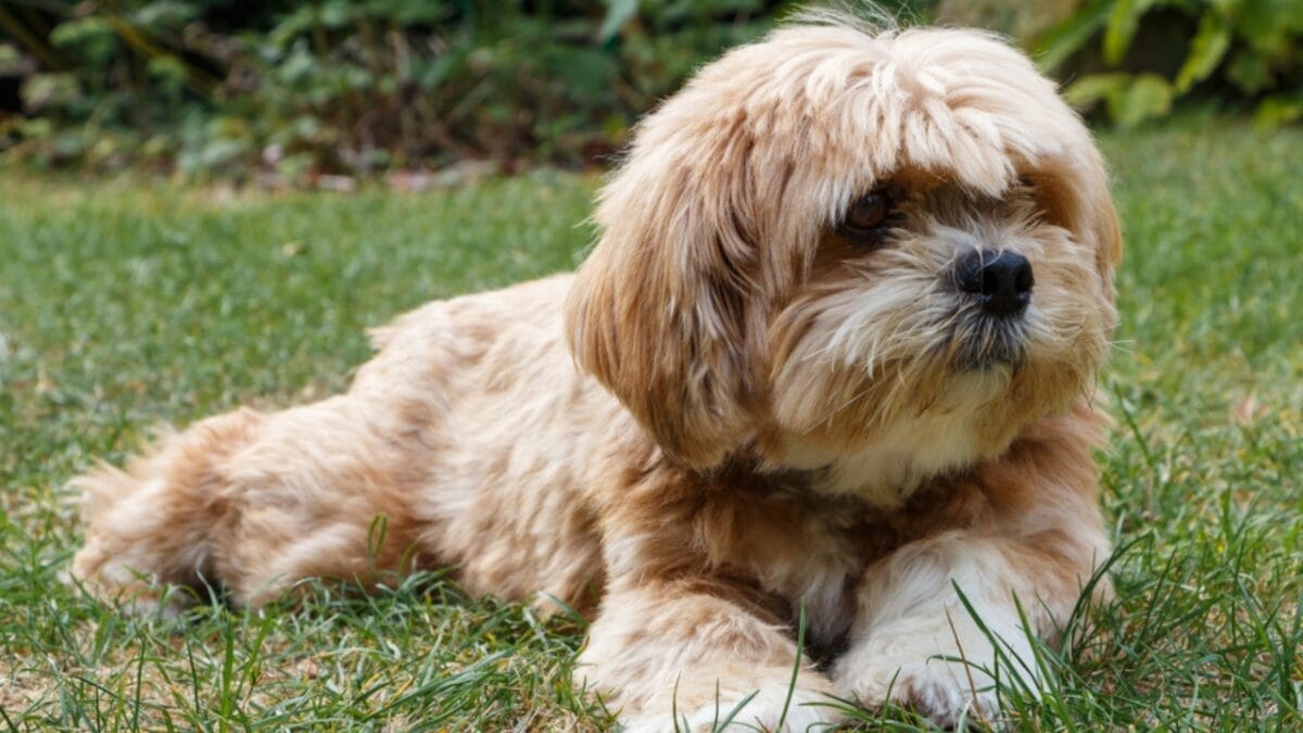 20 Adorable Dog Breeds Famous for Their Snoring 9 20 Adorable Dog Breeds Famous for Their Snoring - lhasa apsa dog in grass ss1171747582