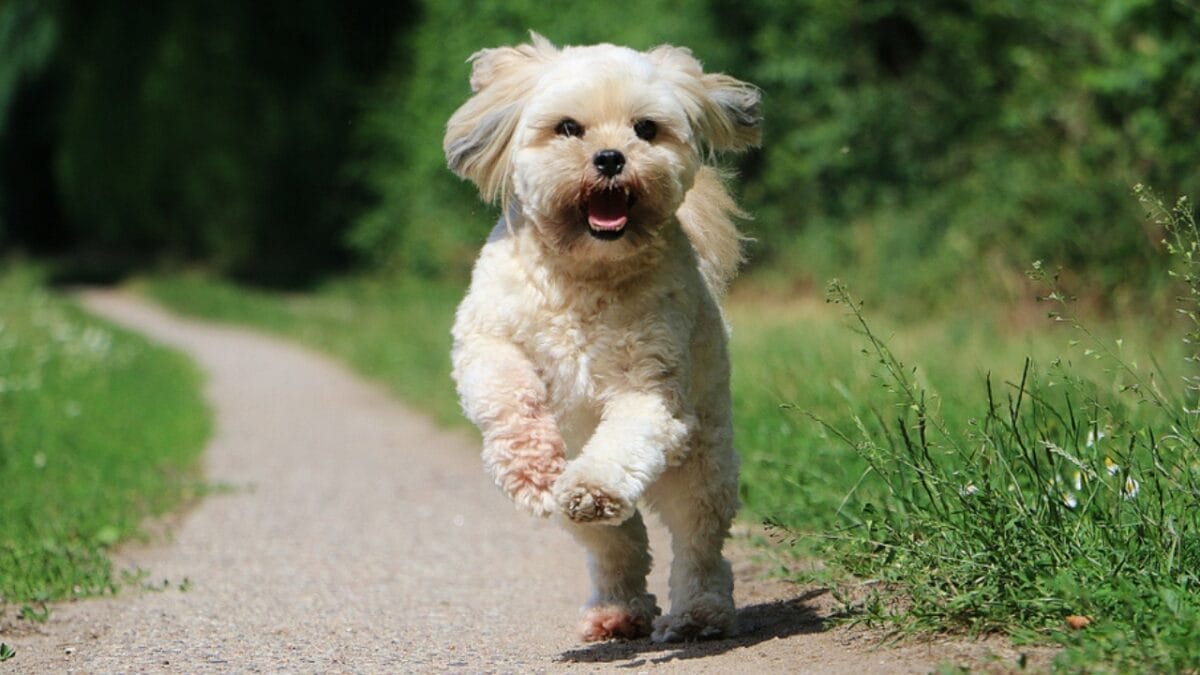 10 Tips for Choosing a Lhasa Apso Dog—A Royal Guard in Disguise 5 10 Tips for Choosing a Lhasa Apso Dog—A Royal Guard in Disguise - lhasa apso dog energetic ss1237193542