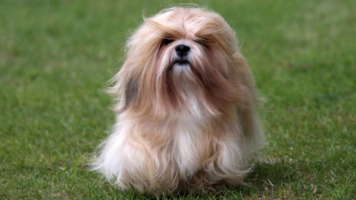 10 Tips for Choosing a Lhasa Apso Dog—A Royal Guard in Disguise 2 10 Tips for Choosing a Lhasa Apso Dog—A Royal Guard in Disguise - lhasa apso dog lifestyle ss1934752010