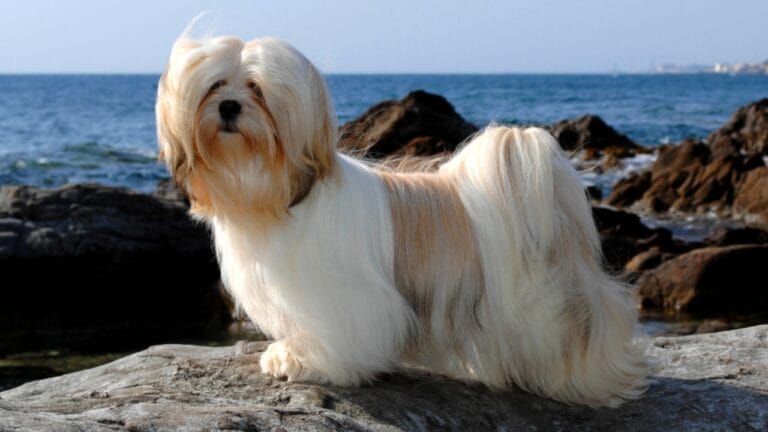 10 Tips for Choosing a Lhasa Apso Dog—A Royal Guard in Disguise 1 10 Tips for Choosing a Lhasa Apso Dog—A Royal Guard in Disguise - lhasa apso dog ss630314342