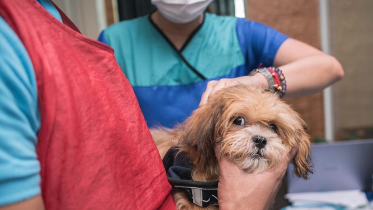 10 Tips for Choosing a Lhasa Apso Dog—A Royal Guard in Disguise 6 10 Tips for Choosing a Lhasa Apso Dog—A Royal Guard in Disguise - lhasa apso dog veterinary ss1975044587