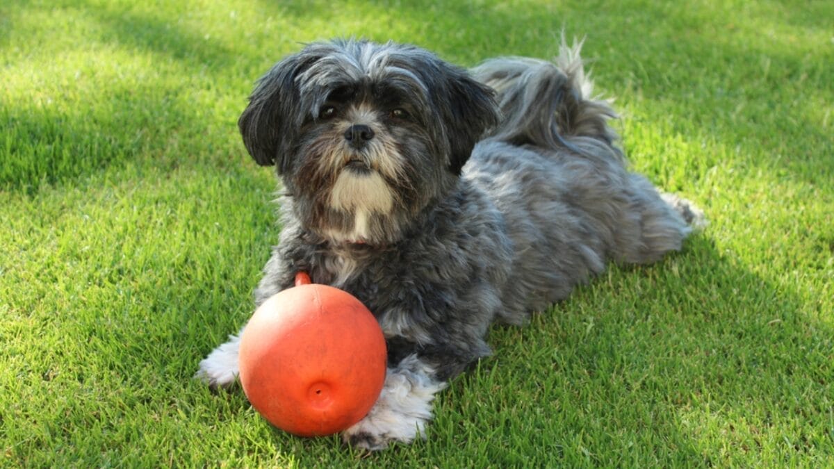 10 Tips for Choosing a Lhasa Apso Dog—A Royal Guard in Disguise 8 10 Tips for Choosing a Lhasa Apso Dog—A Royal Guard in Disguise - lhasa apso socialization ss437975605