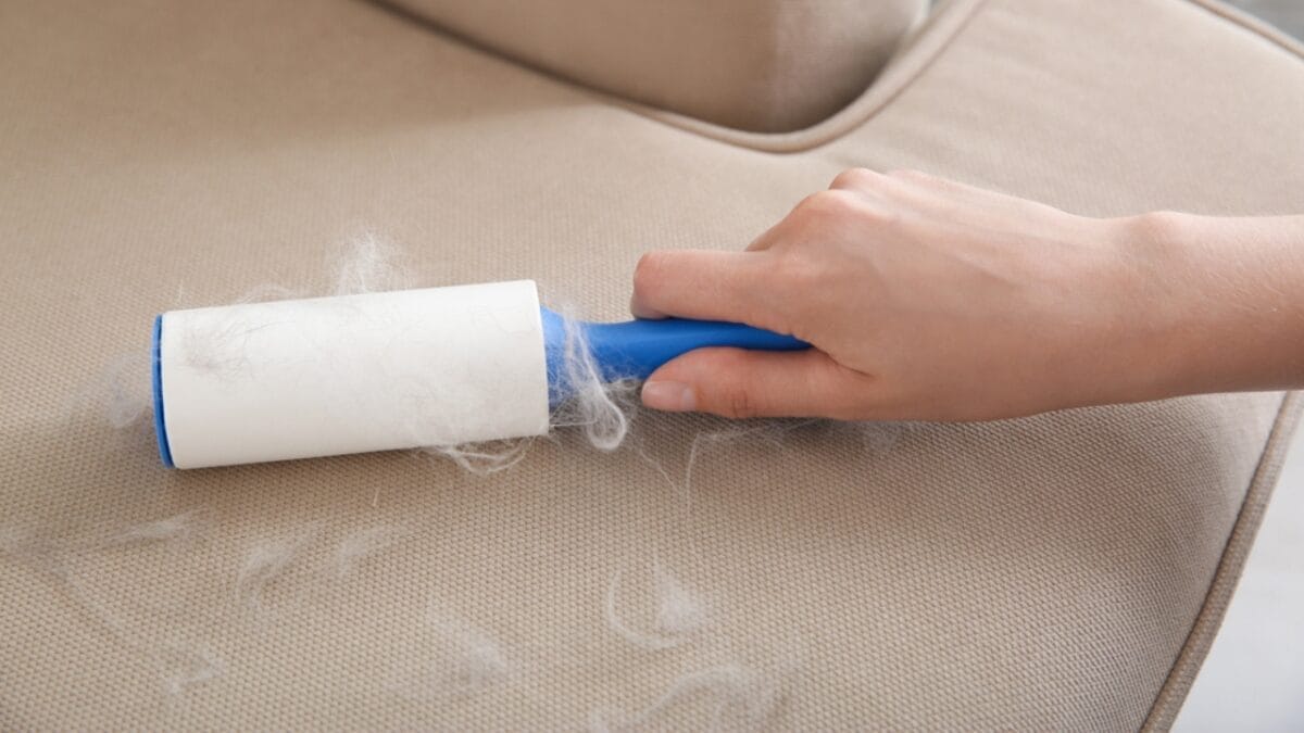 7 Samoyed-Approved Tips for Keeping Your House Fur-Free (Well, Almost) 7 7 Samoyed-Approved Tips for Keeping Your House Fur-Free (Well, Almost) - lint roller couch ss1806321088