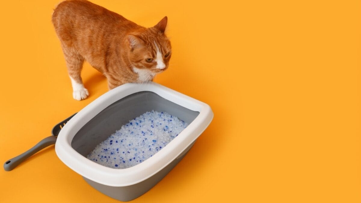 12 Things You Should Never Do to Your Cat 13 12 Things You Should Never Do to Your Cat - litter box ss2282702289