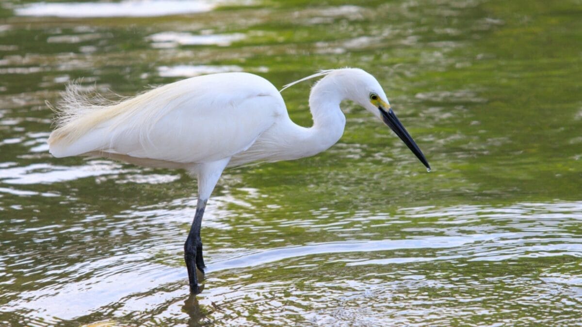 12 Unusual Birds with White Colored Heads & How to Tell Them Apart - little egret ss257401285