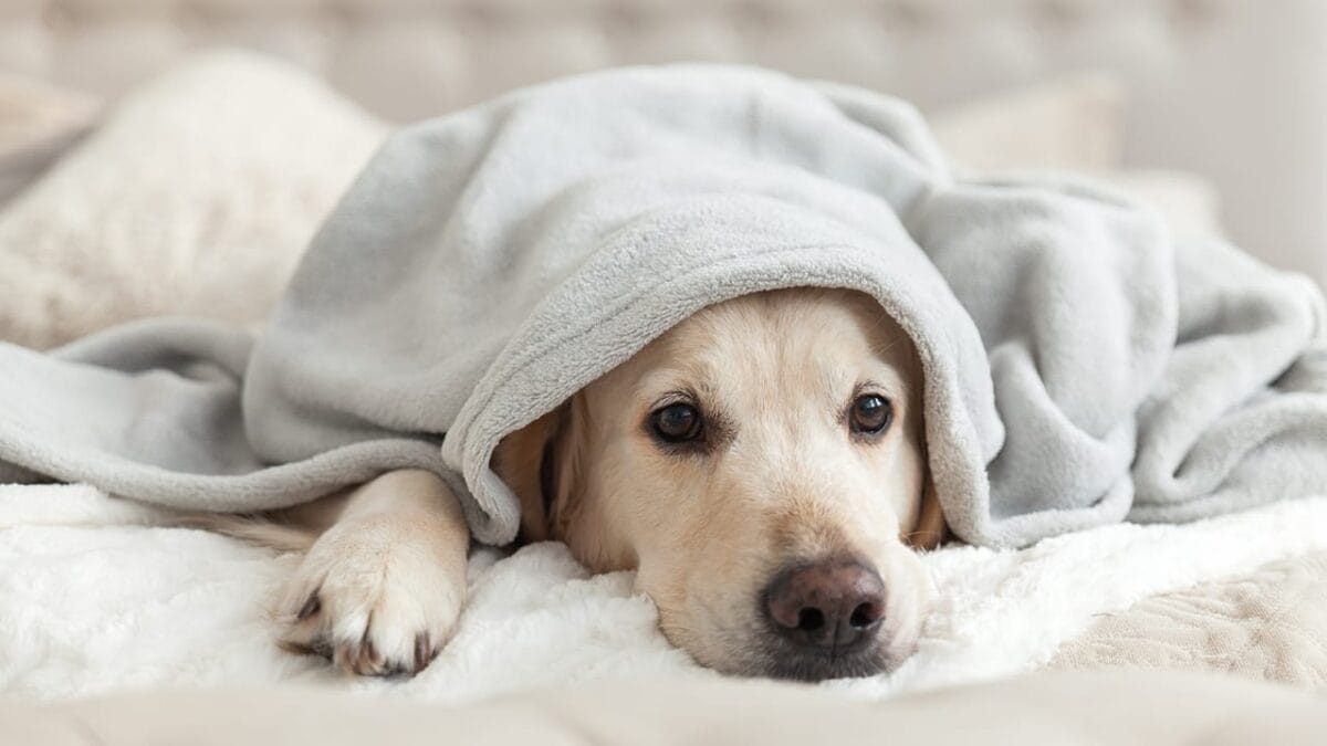 15 Dog Behaviors You’re Probably Misunderstanding - lonely dog ss1212373000