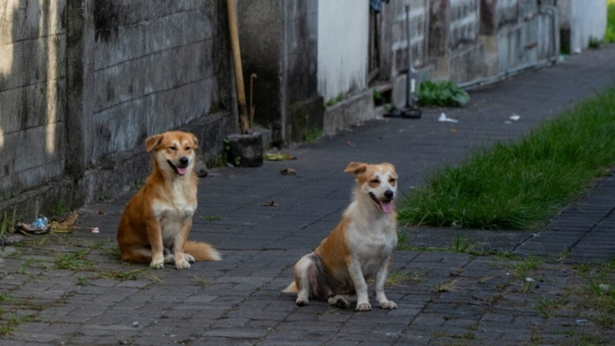10 Pairs of Dog Breeds That Almost Look Identical - looks ss2448290341