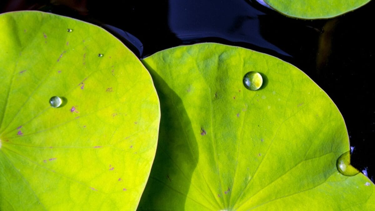 The Art of Imitation: 5 Common Materials That Borrow from Nature 4 The Art of Imitation: 5 Common Materials That Borrow from Nature - lotus leaf cleaning surface dp275415974