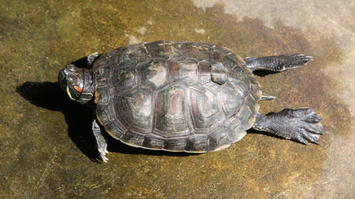 12 U.S. States Where Turtles Make Their Nests 10 12 U.S. States Where Turtles Make Their Nests - louisiana turtle dp49340425