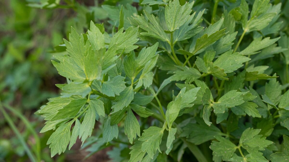 20 Herbs That Keep Giving: Grow Them Once, Enjoy Them for Years 9 20 Herbs That Keep Giving: Grow Them Once, Enjoy Them for Years - lovage ss1734765038