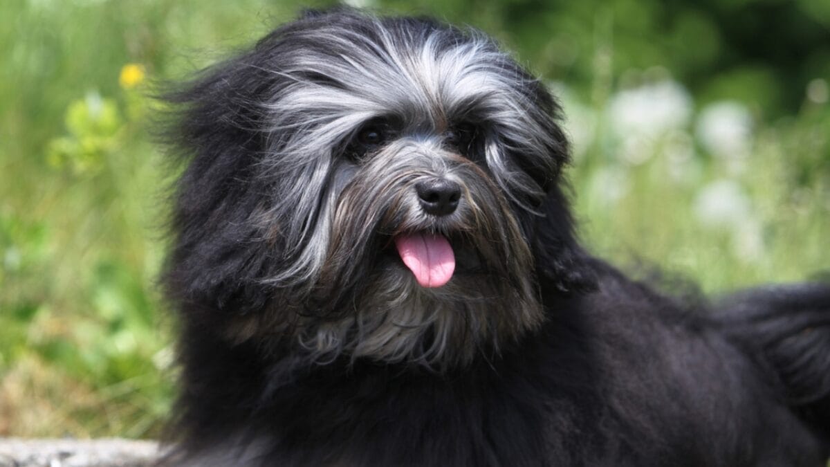 The Little Lion Dog of Royals: 10 Facts About the Lowchen Breed - lowchen dog face closeup ss78873940