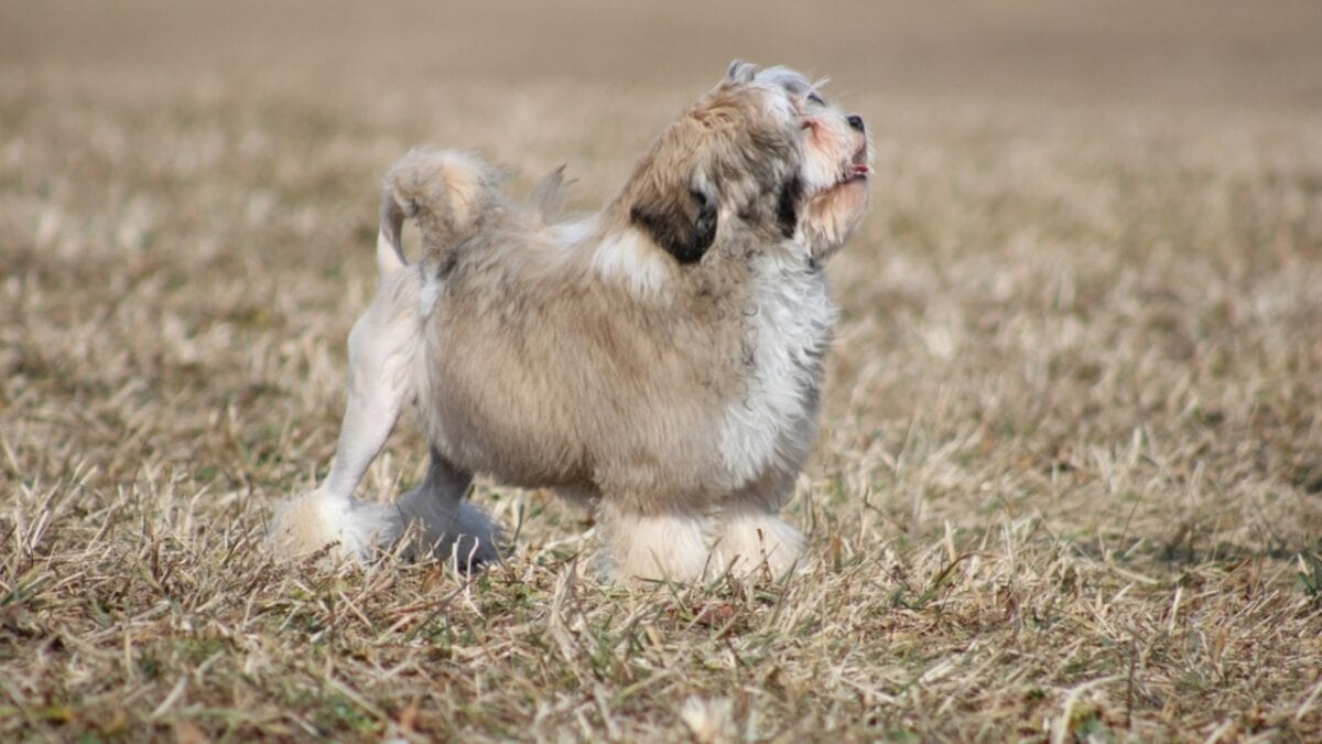 The Little Lion Dog of Royals: 10 Facts About the Lowchen Breed - lowchen dog howling ss2441756165