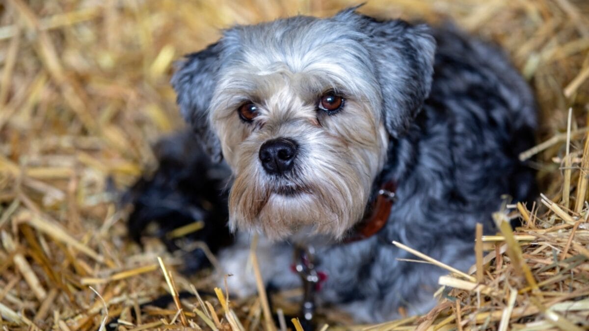 The Little Lion Dog of Royals: 10 Facts About the Lowchen Breed 6 The Little Lion Dog of Royals: 10 Facts About the Lowchen Breed - lowchen dog sitting hay ss1210033945