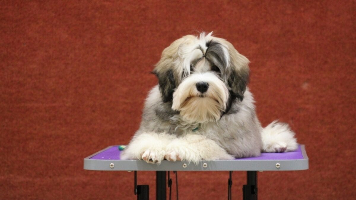The Little Lion Dog of Royals: 10 Facts About the Lowchen Breed - lowchen dog sitting studio ss2441756177