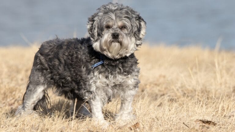 The Little Lion Dog of Royals: 10 Facts About the Lowchen Breed 6 The Little Lion Dog of Royals: 10 Facts About the Lowchen Breed - lowchen dog standing grass ss1431380639